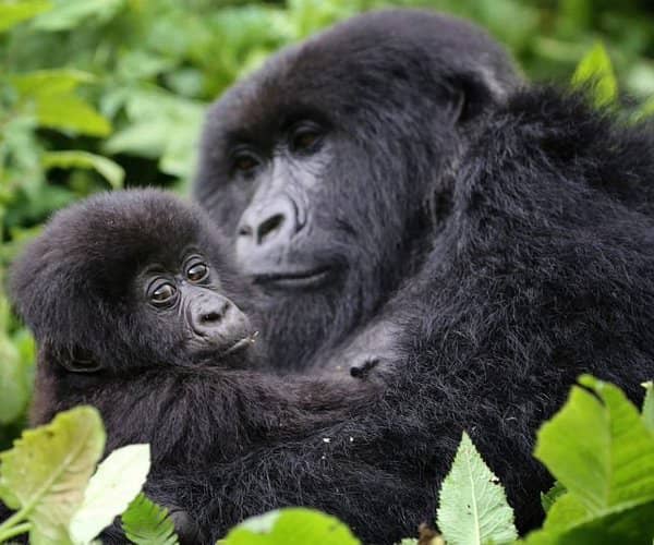 Mountain Gorillas